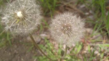 Beyaz kabarık çiçeğin (Bilimsel adı: Calliandra haematocephala 'Alba') bahar mevsiminde temiz havada hareket eden yeşil yapraklarla yakın görüntüsü. 4K taze çiçek videosu.