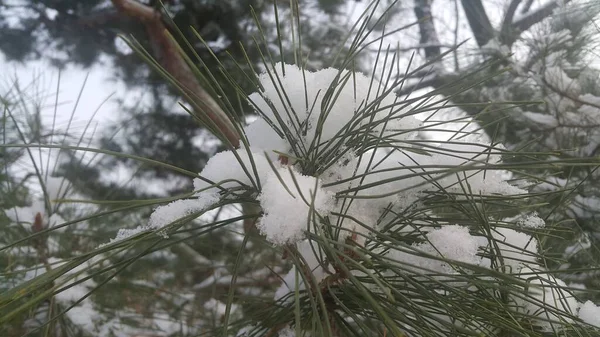 Kar Mevsimi Boyunca Kozalaklı Bitki Yaprakları Üzerinde Kar Yakın Plan — Stok fotoğraf