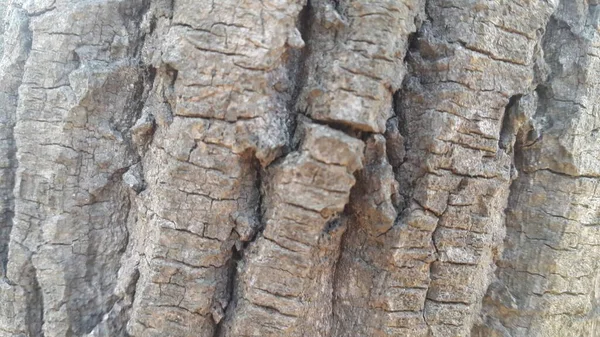 Close View Tree Peel Macro Close Textura Para Fundo Textura — Fotografia de Stock