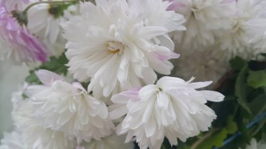 Mor taç yaprakları ve yeşil yaprakları bulanık arkaplanı olan güzel, taze, beyaz bir çiçeğe yaklaş. Metin ve iletiler için çiçek arkaplanı.