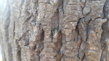 Ağaç kabuğu makrosu görünümünü kapat arkaplan ve doku için dokuyu kapat