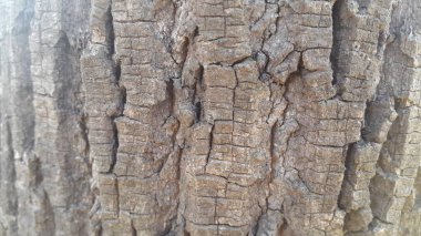 Ağaç kabuğu makrosu görünümünü kapat arkaplan ve doku için dokuyu kapat