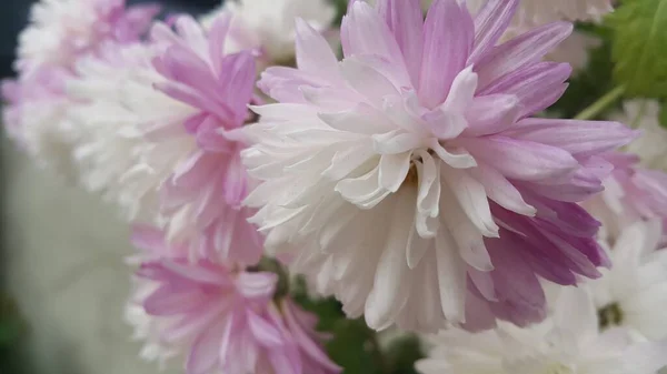 Close Lovely Fresh White Flower Purplish Petals Green Leaves Blurred — Stock Photo, Image