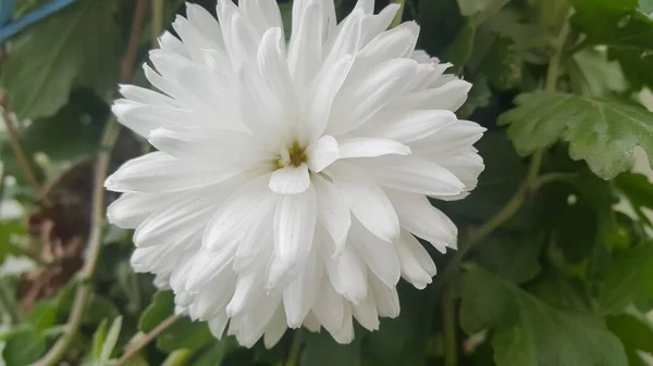 Gros Plan Une Belle Fleur Blanche Fraîche Avec Des Pétales — Photo