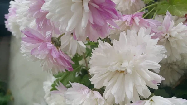 Közelről Egy Szép Friss Fehér Virág Lila Szirmok Zöld Levelek — Stock Fotó