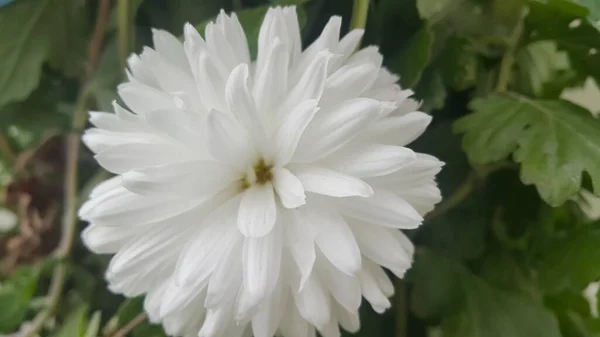 Close Lovely Fresh White Flower Purplish Petals Green Leaves Blurred — Stock Photo, Image