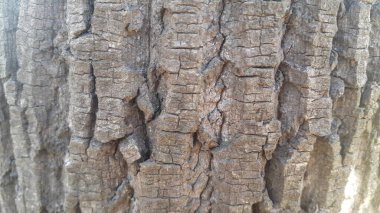 Arkaplan ve doku için ağaç kabuğu makrosu görünümünü kapat