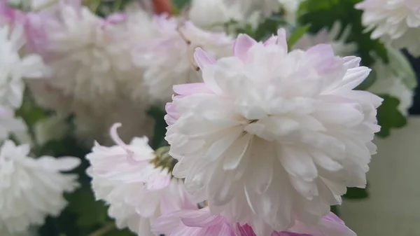 Gros Plan Une Belle Fleur Blanche Fraîche Avec Des Pétales — Photo