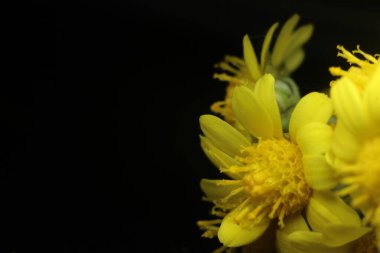 Kapalı çekim ve seçici odak noktası kadife çiçeği (calendula) olan makro fotoğraf. Calendula arvensis 'in sarı papatya çiçekleri.