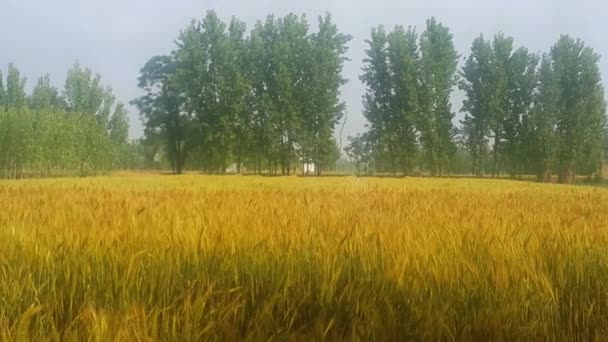 Goldenes Weizenfeld Mit Stacheln Wind Einem Getreidefeld Das Von Grünen — Stockvideo