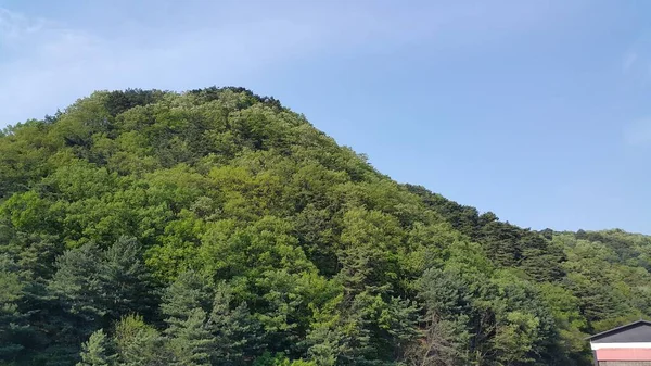 Vista Hermosa Escena Árboles Verdes Hierbas Grandes Colinas Día Soleado — Foto de Stock