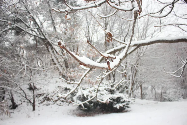 Sníh Zemi Větvích Stromů Zimním Období Sněžení Prosinci Lednu — Stock fotografie