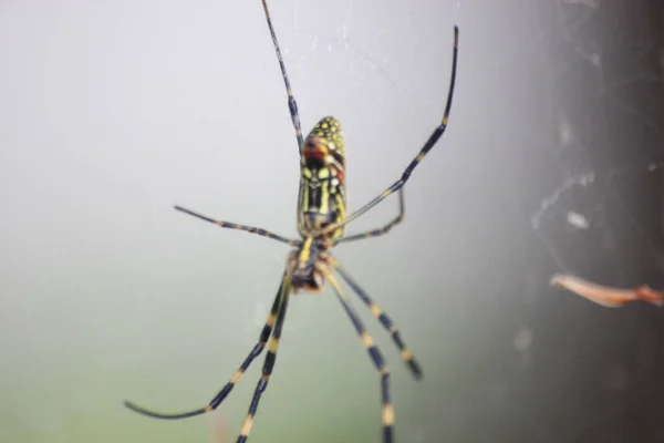 선택적으로 녹색의 배경을 거미와 거미집에 초점을 맞추고 — 스톡 사진