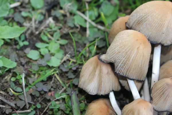 Mantar boletus edilus. Ormanda popüler beyaz Boletus mantarları. Çimen arka planındaki güzel mantar demetini kapat.