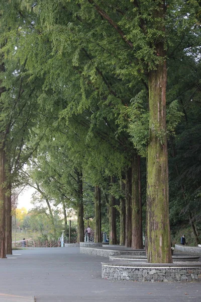 Caminho Pedestre Pavimentado Caminho Com Árvores Nas Laterais Para Caminhada — Fotografia de Stock