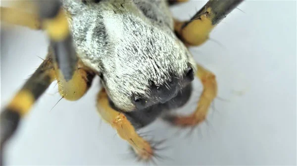 Seçici Odaklı Bulanık Beyaz Arka Planı Olan Dev Bir Örümcek — Stok fotoğraf