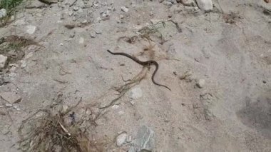 Bir yılan kumda zigzag hareketinde hareket eder ve çalılıklarda saklanır..