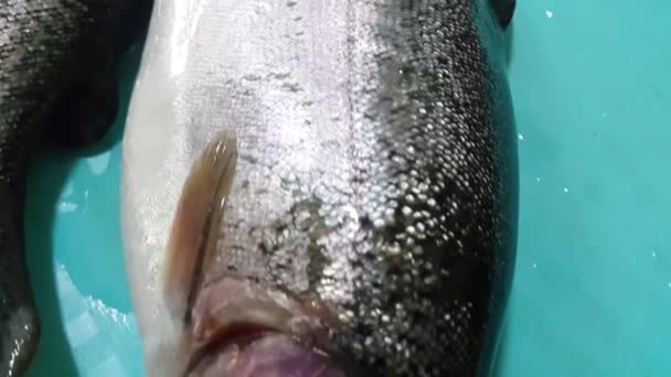 Fisch Nahaufnahme Mit Einer Grauen Oder Grau Silbrig Glänzenden Hautschuppe — Stockvideo