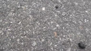 Hindistan cevizi gergedanı böceği (Oryctes gergedanı) olarak bilinen büyük siyah böcek gri asfalt zeminde koşuyor.