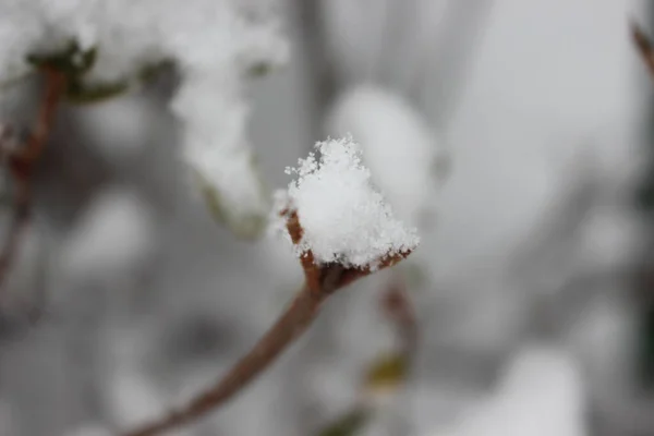 Sneeuw Bladeren Van Planten Tijdens Sneeuwval Winterseizoen Close Zicht Sneeuwvlokken — Stockfoto