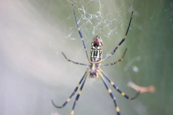 Κλείσιμο Προβολής Επιλεκτική Εστίαση Ένα Γιγαντιαίο Αράχνη Και Ιστούς Αράχνης — Φωτογραφία Αρχείου