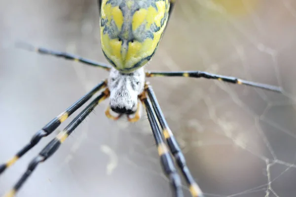 Seçici Odaklı Bulanık Beyaz Arka Planı Olan Dev Bir Örümcek — Stok fotoğraf