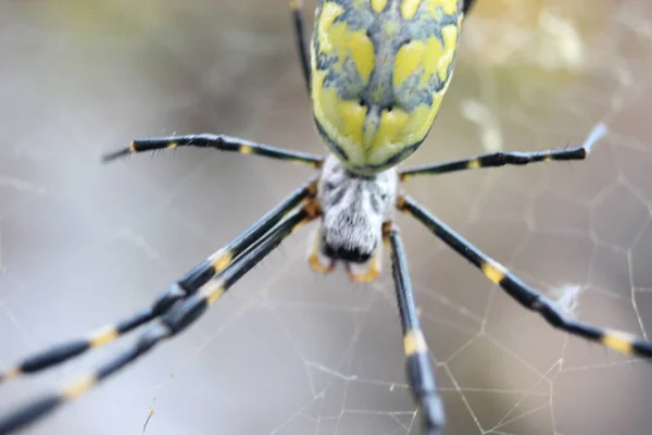 Macro Vista Ragno Gigante Con Messa Fuoco Selettiva Con Sfondo — Foto Stock