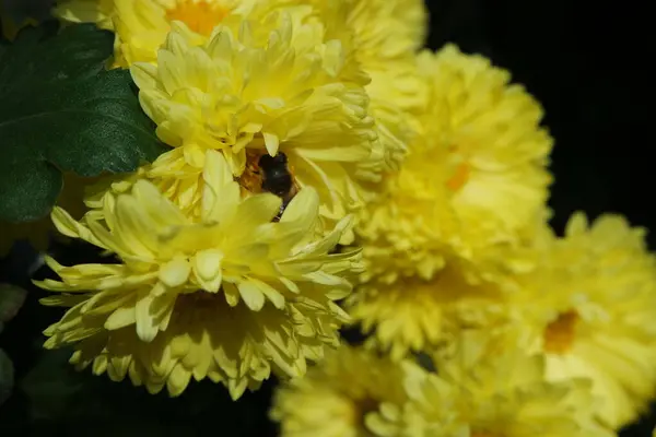Szoros Kilátás Szép Sárga Virág Ellen Zöld Levelek Elmosódott Háttér — Stock Fotó