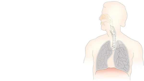 Ilustración Infográfica Pulmones Sobre Fondo Blanco Con Espacio Copia Para —  Fotos de Stock