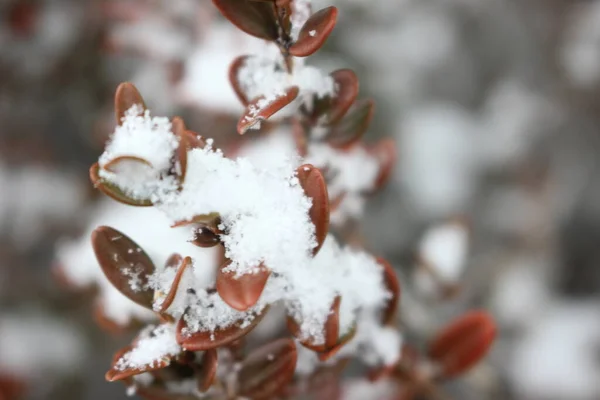 Sneeuw Bladeren Van Planten Tijdens Sneeuwval Winterseizoen Close Zicht Sneeuwvlokken — Stockfoto