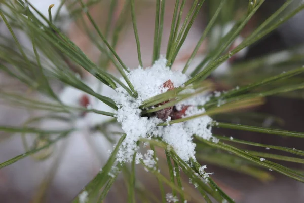 Növények Levelein Téli Hóesés Idején Közeli Kilátás Hópelyhek Növény Parkban — Stock Fotó