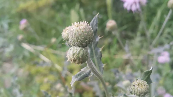 Planta Cardo Perene Com Espinha Derrubada Folhas Triangulares Cabeças Flores Imagem De Stock