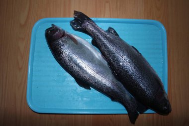 Mavi arka planda izole edilmiş gri ya da gri ya da gümüş renkli parlak deri pullarıyla balıkların yakın çekimi. Balık derisi desen arkaplanı.