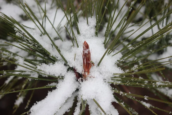 Sníh Listech Rostlin Během Zimního Období Sněžení Detailní Pohled Sněhové — Stock fotografie