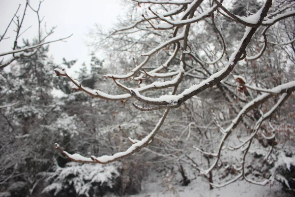 Kar Mevsiminde Kar Ağaç Dalları Aralık Ocakta Yağar — Stok fotoğraf