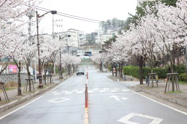 Bahçede beyaz kiraz çiçeği. Güzel manzaralı beyaz kiraz çiçekli ağaçlar