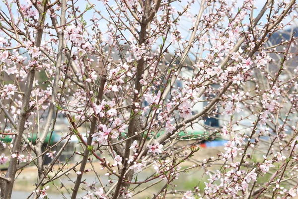 Білі Пелюстки Вишні Нанкінга Prunus Tomentosa Зеленим Листям Квіти Гірських — стокове фото