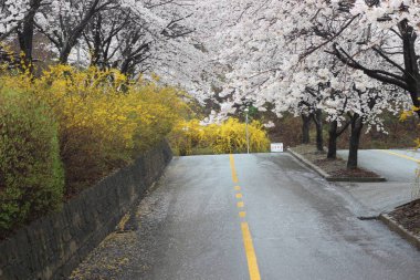 Bahçede beyaz kiraz çiçeği. Güzel manzaralı beyaz kiraz çiçekli ağaçlar