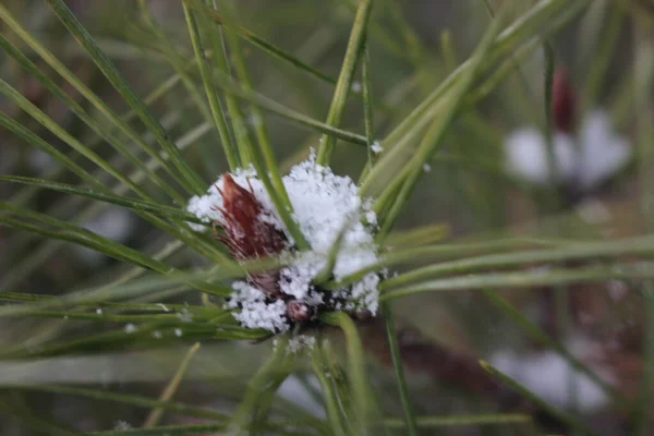 Növények Levelein Téli Hóesés Idején Közeli Kilátás Hópelyhek Növény Parkban — Stock Fotó