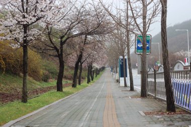 Bahçede beyaz kiraz çiçeği. Güzel manzaralı beyaz kiraz çiçekli ağaçlar