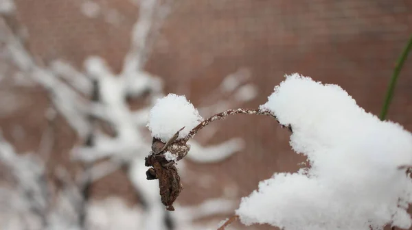 冬の雪の季節に植物の葉の上に雪 公園の植物の雪片を間近に見ることができます — ストック写真