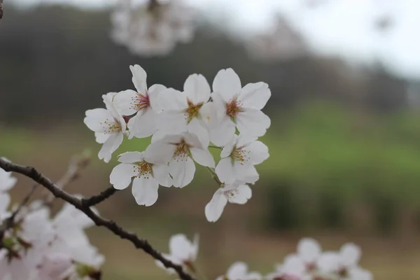 Blossoming White Cherry Flowers Spring Time Green Leaves — Stock Photo, Image