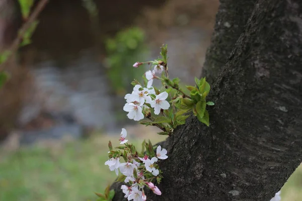 Flores Cerezo Blanco Florecientes Primavera Con Hojas Verdes —  Fotos de Stock
