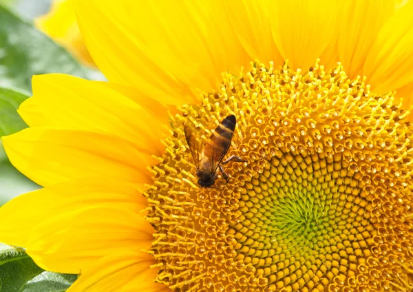 Cerrar abeja en girasol — Foto de Stock