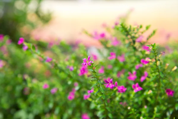 Cerrar colorido Planta de brezo falso . — Foto de Stock