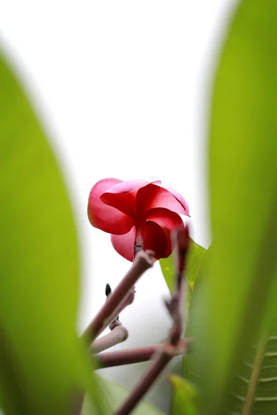 Plumeria ou frangipani, foreground borrão — Fotografia de Stock