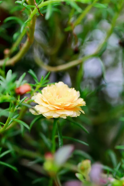 关闭了马齿苋花在花园里 — 图库照片