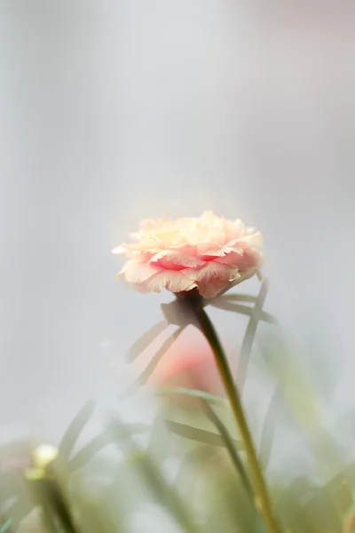 Λουλούδι Portulaca στον κήπο — Φωτογραφία Αρχείου