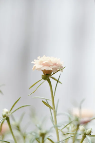 Λουλούδι Portulaca στον κήπο — Φωτογραφία Αρχείου