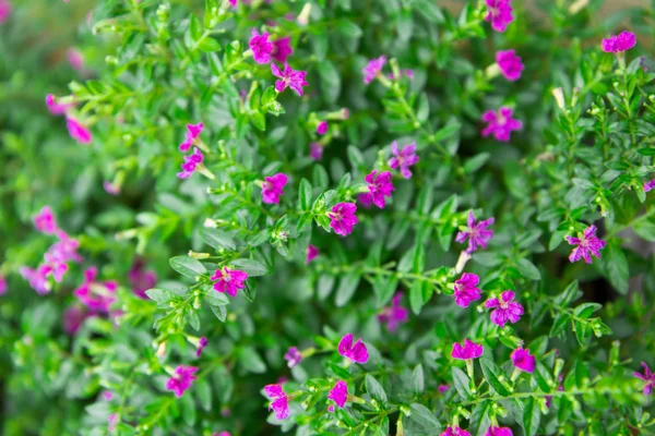 Close up colorful False heather plant. Stock Picture